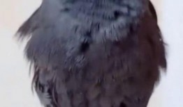 八哥今年爆料了吗视频,揭秘娱乐圈幕后真相